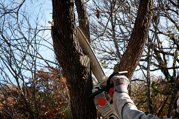 Best Residential Tree Removal  in Britt, IA