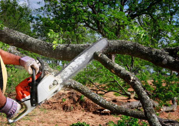 Trusted Britt, IA Tree Removal Services Experts